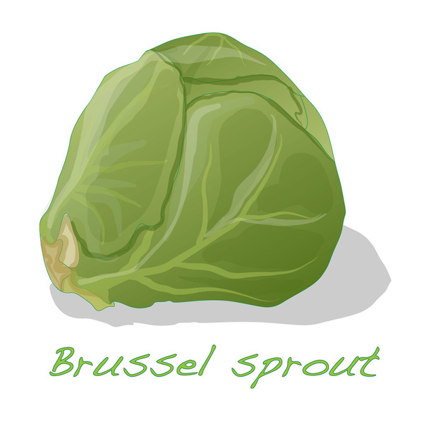 Brote de Bruselas aislado
  - Vector, Imagen