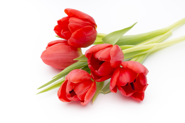 Tulips on the white background. - Foto, Imagem