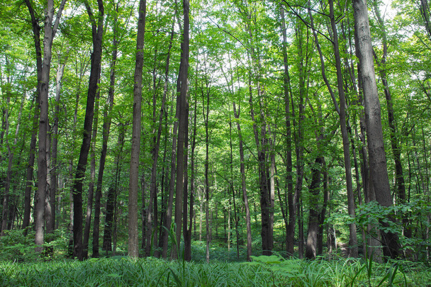 beech tall green trees and grass in spring forest  - Foto, Imagen