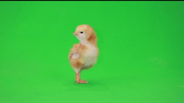 little chicken on green  - Video