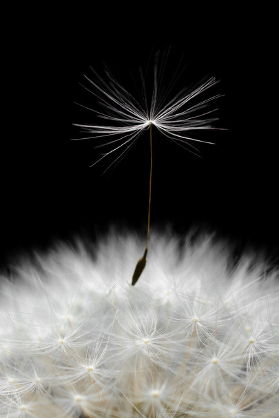 Dandelion seeds closeup - Fotoğraf, Görsel