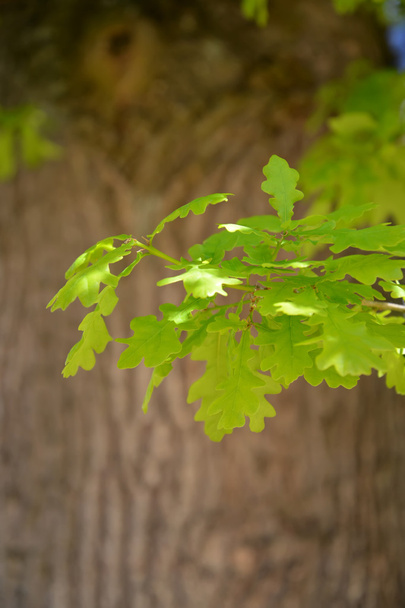 Young leaves of an oak of chereshchaty (Quercus robur L.) agains - Zdjęcie, obraz