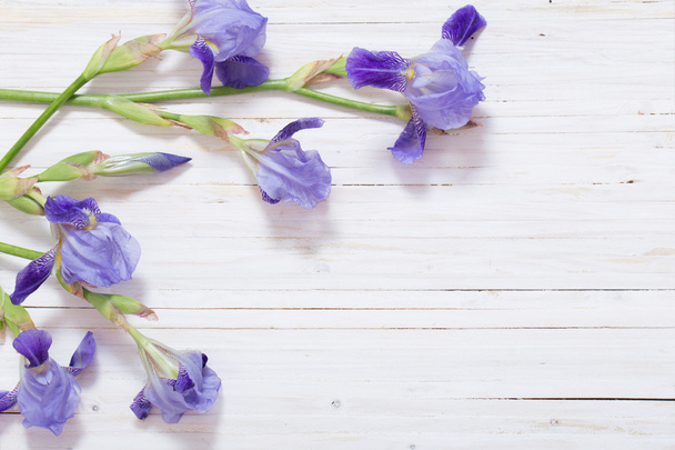 iris on white wooden background - Фото, изображение