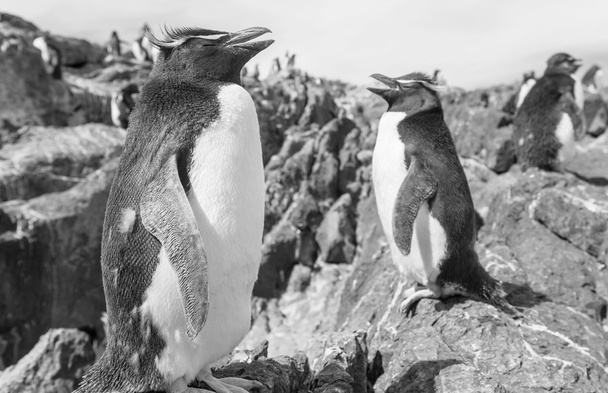 пингвины Южной Аргентины
 - Фото, изображение