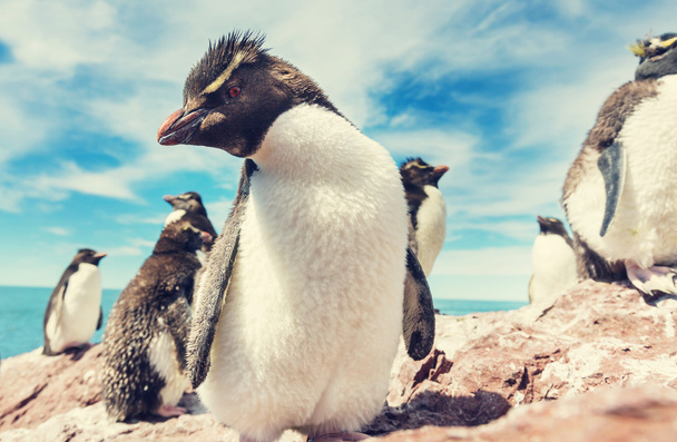 Pinguine im Süden Argentiniens - Foto, Bild