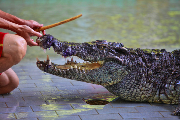 Albino Siamese Crocodile Or Thai Crocodile, Thailand. Stock Photo