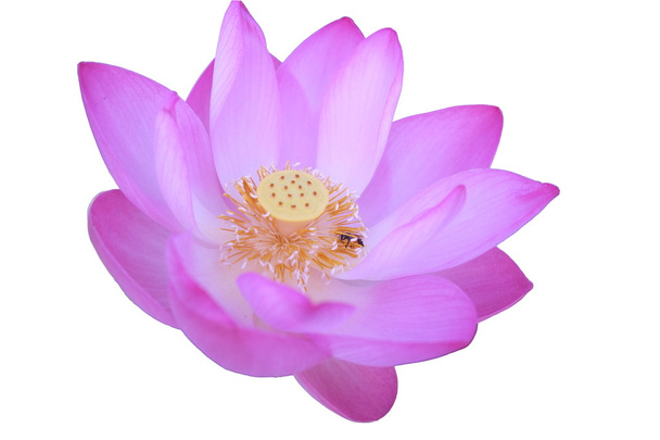 Flor de loto rosa aislada
  - Foto, imagen