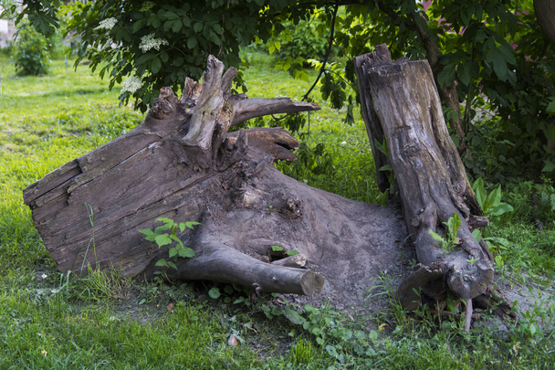 Залишки старого дерева
 - Фото, зображення