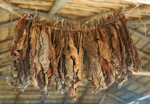 φύλλα καπνού είναι ξηρά σε ένα σχοινί κάτω από τη στέγη του εργοστάσιο πούρων στη Δομινικανή Δημοκρατία - Φωτογραφία, εικόνα