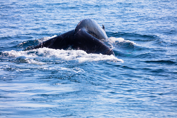 Cauda de baleia, bacalhau de cabo, bacalhau de cabo
 - Foto, Imagem