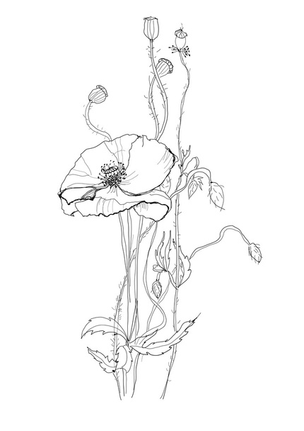 Poppy flower - Vector, afbeelding