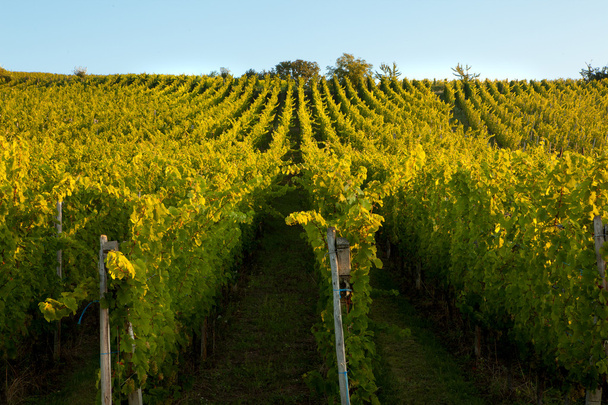Alsace vines - Photo, image