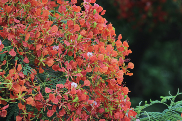 Láng fa virág Royal Poinciana  - Fotó, kép