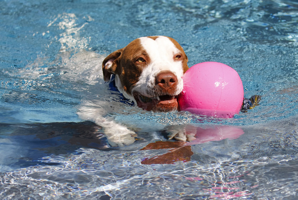 Pitbull nageant avec une boule rose
 - Photo, image