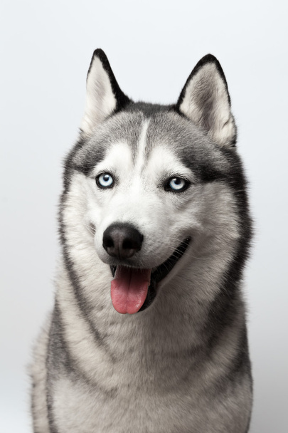 Adorable blanco y negro con ojos azules Husky. Grabado en estudio. sobre fondo gris. Centrado en los ojos
 - Foto, imagen