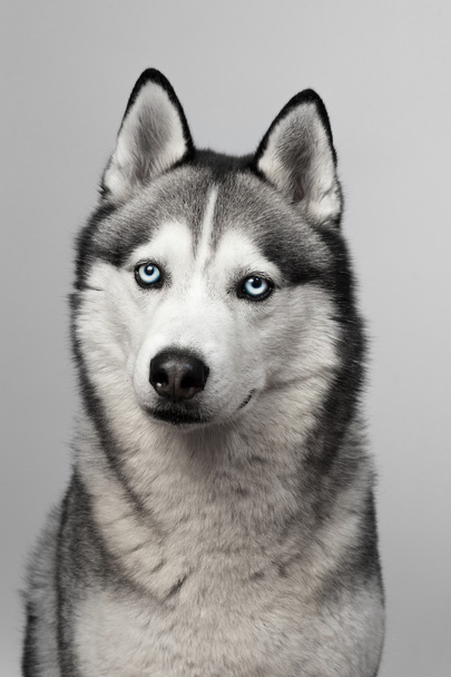 Adorable blanco y negro con ojos azules Husky. Grabado en estudio. sobre fondo gris. Centrado en los ojos
 - Foto, imagen