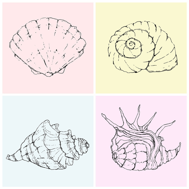 Иллюстрация 4 морских раковин
 - Вектор,изображение