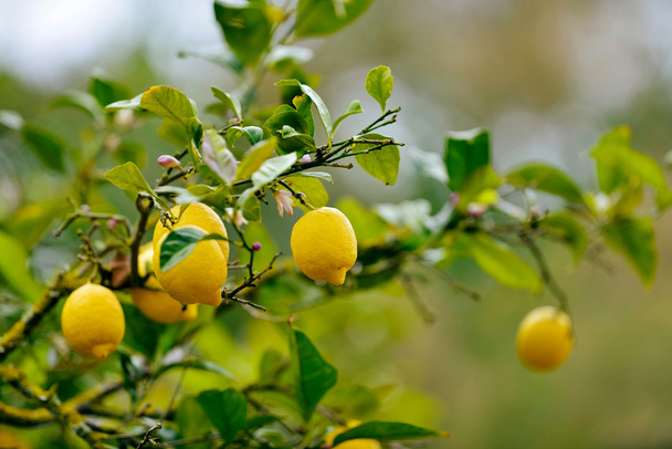   albero di limone in primavera
 - Foto, immagini