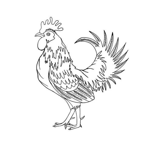 drawing cock or rooster   - Vetor, Imagem