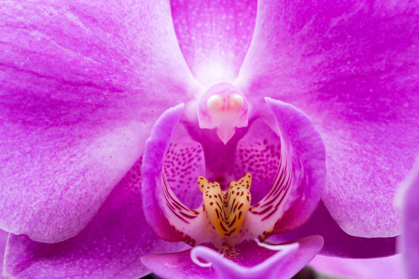 Primer plano de flor de orquídea rayada rosa
 - Foto, imagen