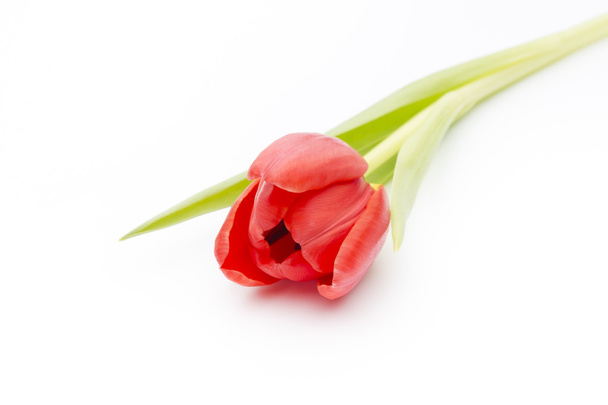 Tulips on the white background. - Foto, Bild