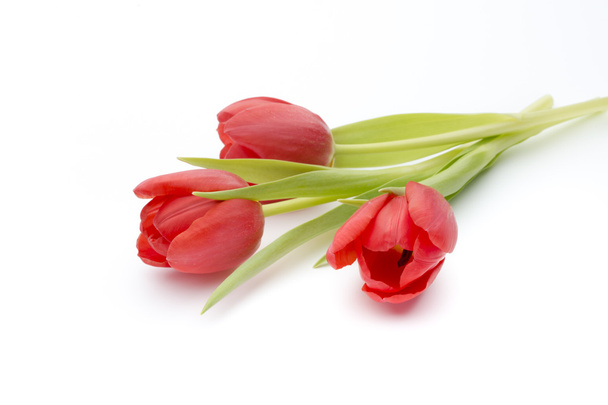 Tulip. Pink tulips on the grey background. - Zdjęcie, obraz