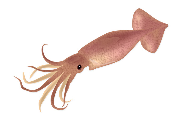 Calamari rosa isolati su fondo bianco. Illustrazione vettoriale
 - Vettoriali, immagini