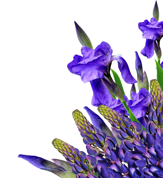 Beyaz arka plan üzerinde izole bahar çiçekleri Iris. güzel flo - Fotoğraf, Görsel