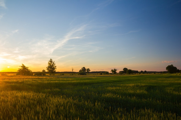 Beautiful summer field with green cereal - Fotó, kép