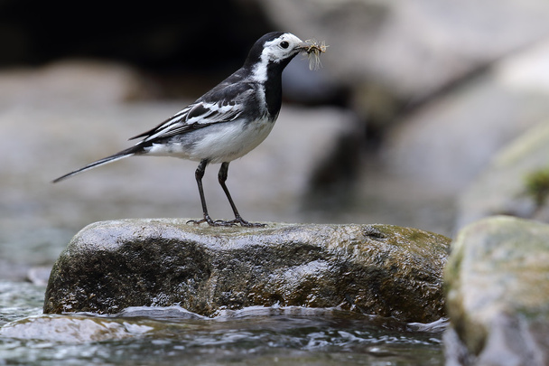 Pied Wagtail (Motacilla alba) stood on a rock by the river. Beak full of flies. Taken in Angus, Scotland. - Photo, Image