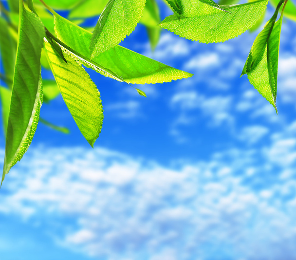 Folhas verdes com céu azul
 - Foto, Imagem