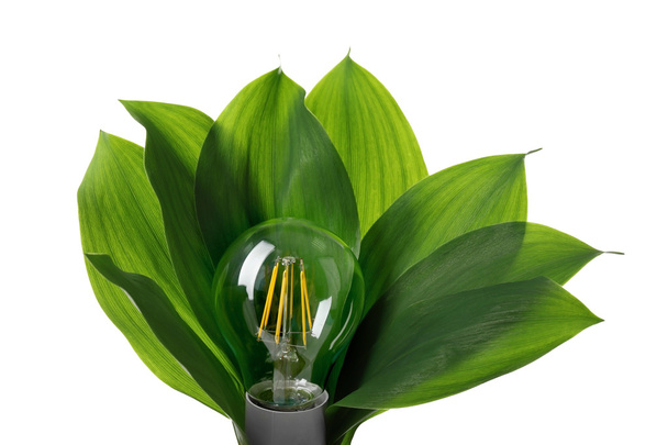 Light bulb with leaves   - Foto, Imagem