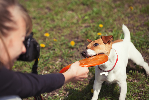 Girl taking photo of playful Jack Russell terrier dog - Fotoğraf, Görsel