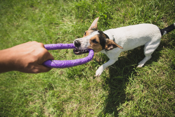 hombre juega con un perrito en la hierba
 - Foto, imagen