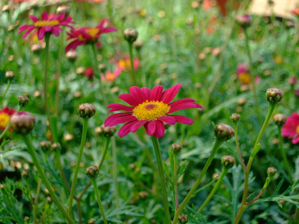 Малі magenta квітка
 - Фото, зображення