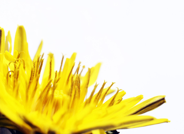 Blurry dandelions - Foto, Imagem