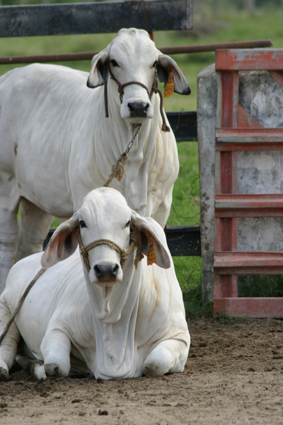 Vacas de Cebú
 - Foto, Imagen