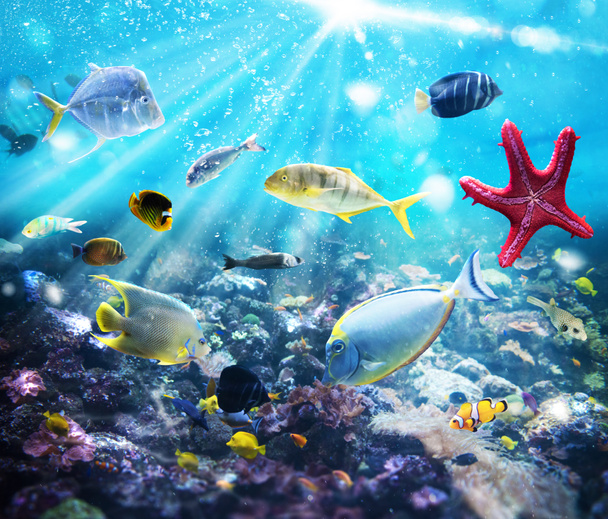 Peixes coloridos no oceano
 - Foto, Imagem