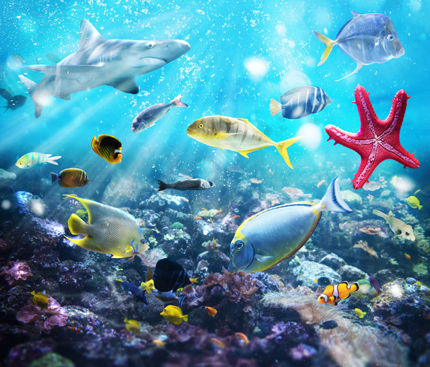 Peixes coloridos no oceano
 - Foto, Imagem