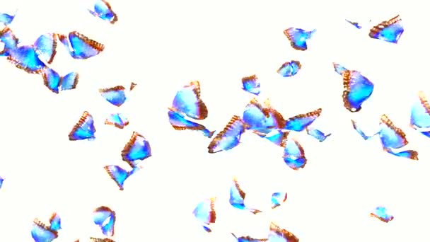 Butterflies with alpha channel. HD1080. 60fps - Séquence, vidéo