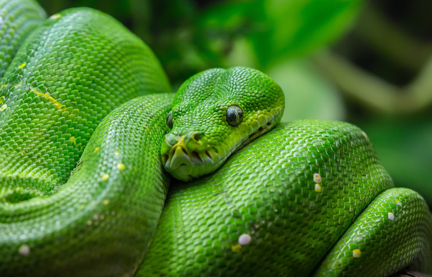 Close-up view of a green tree python - Fotoğraf, Görsel