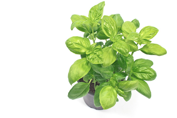 Basil herb in plastic pot isolated o white - Photo, Image