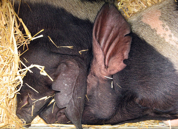 Two sleeping pigs - Photo, Image