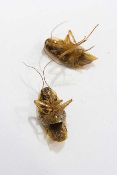 Ultra makro obraz karalucha Baby - Zdjęcie, obraz