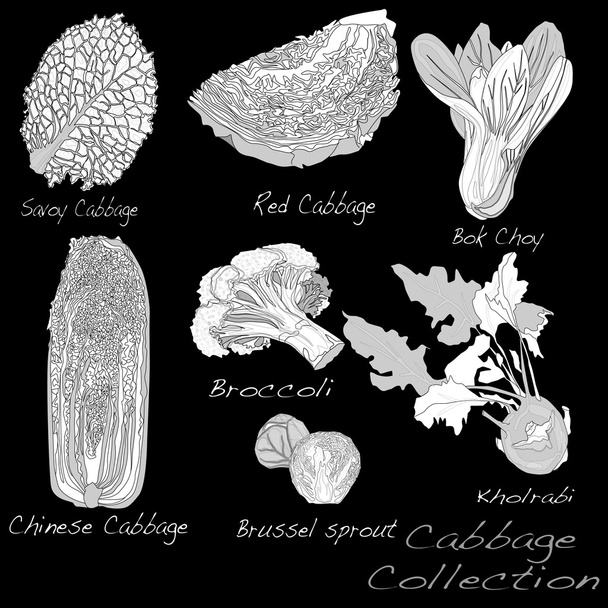 Cabbage Conjunto de imágenes
 - Vector, imagen