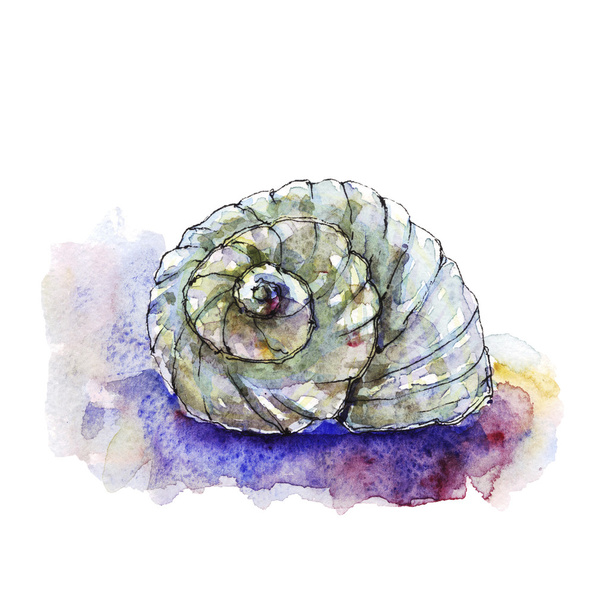 Ilustración en acuarela de una concha marina
 - Foto, Imagen
