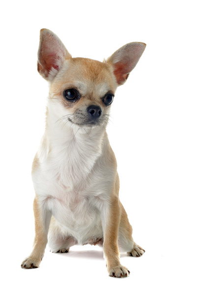 Puppy chihuahua - Foto, afbeelding