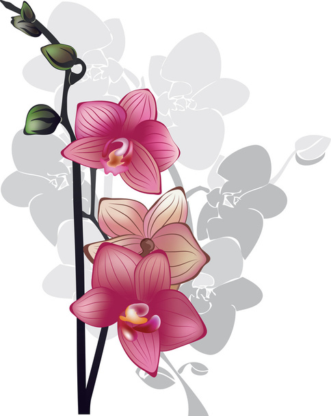 Branch of pink orchids on a white background - Vector, Image