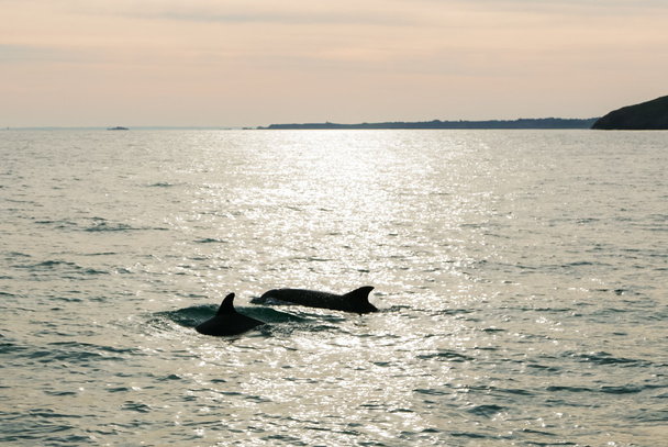 海でイルカの日の出 - 写真・画像