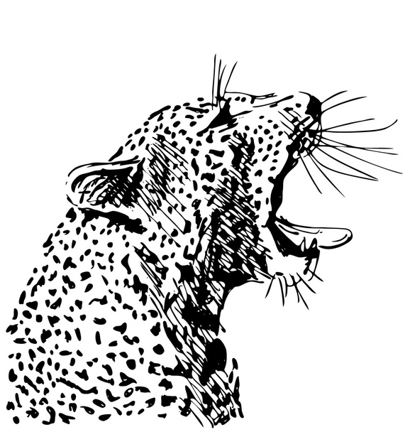 Hand sketch of the head of a roaring leopard - Vetor, Imagem